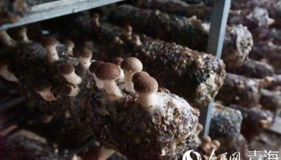 青海门源县：农业科技示范区香菇飘香