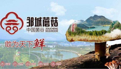 山东邹城：年产鲜菇38万吨、产值35亿元