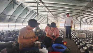 趙自迎：創新食用菌技術，助推鄉村振興
