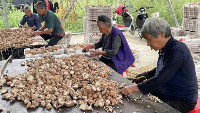 陕西留坝县：食用菌总产值10.7亿元