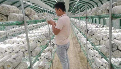 程壯壯：農(nóng)業(yè)廢料種植食用菌帶動農(nóng)民共同致富