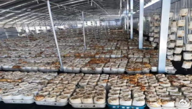 甘肃武威：凉州区上半年食用菌产量达2.46万吨
