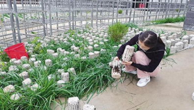 甘肅積石山縣：小木耳“做成“大產業”