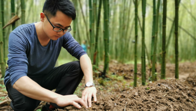 撒贝宁点赞的封开竹荪，是怎么成长起来的？