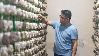 平菇工廠化基地，實(shí)現(xiàn)集約化、智能化、信息化、工廠化融合