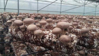 江苏盱眙：沿河村引进种植香菇进入采收期