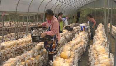 贵州安龙县：乐庄村食用菌基地7万棒平菇陆续采收