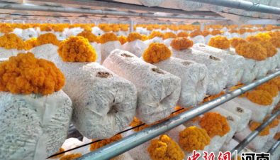 河南魯山：種植“黃金耳”，收獲“金疙瘩”