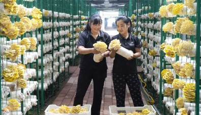 甘肃两当县：种植食用菌鼓了农民腰包