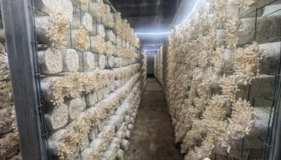 重庆：2022年食用菌产量产值统计调查