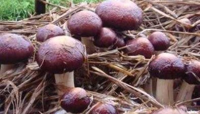 宋占峰：政策惠農，種植戶林下種蘑菇致富