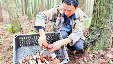 永鑫农业：林下菌菇种植见成效