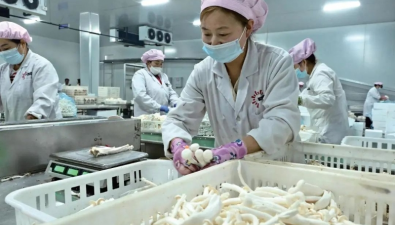 陕西山阳县：招引龙头企业，发展食用菌产业