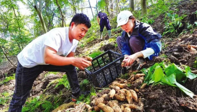 湖北隨州：人工菌棒替代木材種植天麻新技術實現成功轉化