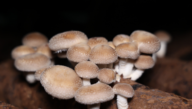 貴州麻江縣：食用菌種植面積1000多畝