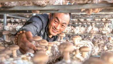 陜西山陽縣：1.9萬農戶參與食用菌產業，戶均增收1.2萬多元
