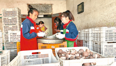 河南泌陽：合作社香菇產(chǎn)銷忙
