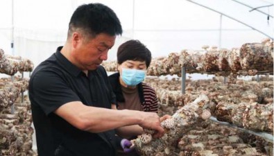 甘肅慶陽：西峰區成立合作社、引進企業發展食用菌