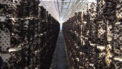 黑龙江尚志：小菌菇成为富民强市的重要产业