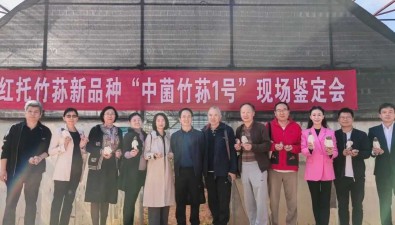 云南首個紅托竹蓀新品種“中菌竹蓀1號”通過專家組鑒定