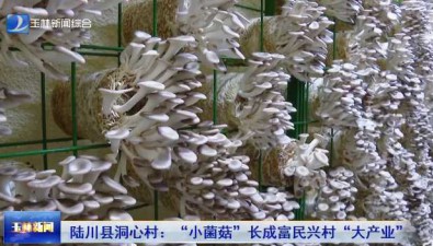 广西陆川县：洞心村“小菌菇”成富民兴村“大产业”