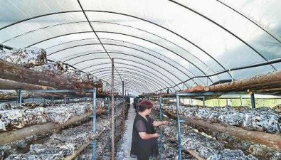华宁城合现代农业：具有年产优质栽培菌种600万袋的生产能力