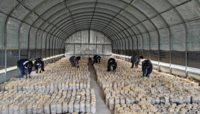 甘肅武威市：產值3600多萬元！涼州區韓佐鎮食用菌產業旺