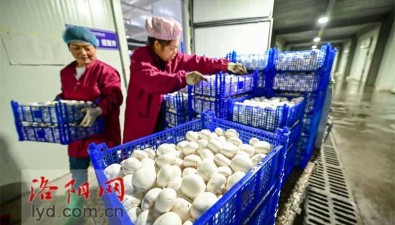 河南嵩縣：智慧菇房推進(jìn)食用菌產(chǎn)業(yè)數(shù)字化發(fā)展