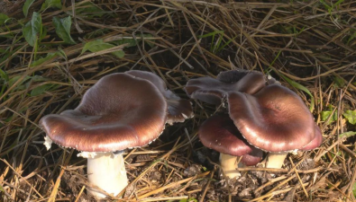 内蒙古陈巴尔虎旗：菌菇种植实验基地亩收益1.5-2万元