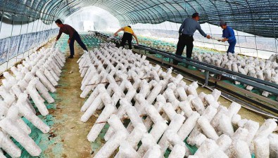 江西省新余：渝水區標準化、規?；N植食用菌