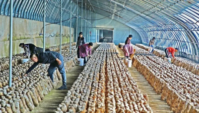 遼寧葫蘆島：南票區興建基地，大力發展食用菌產業