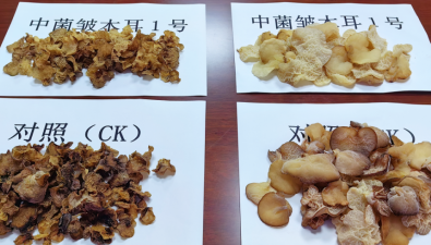 云南：食用菌新品种育种攻关取得新成果