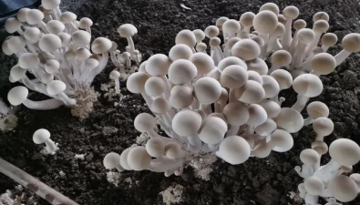 廣西河池：宜州區(qū)生產(chǎn)桑枝食用菌175.6萬平方米