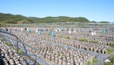 吉林延边州：黑木耳栽培规模稳定在14亿袋左右