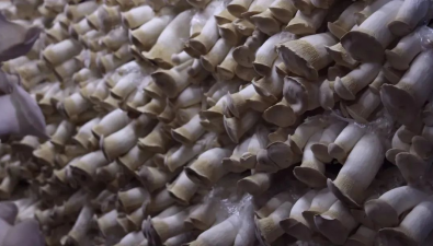河南濮陽：食用菌帶來奔富好“錢”景