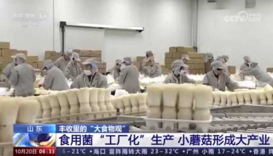 投入小见效快，食用菌助农增收致富