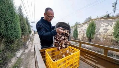 青海湟中区：李家山镇合作社种菌菇，鼓了钱袋子