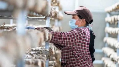青海湟中区：李家山食用菌示范园实现产值170多万元