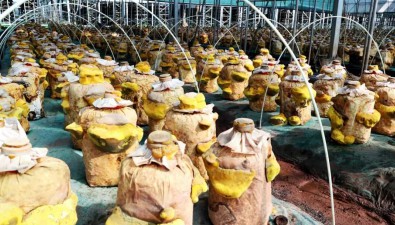 湖北远安：10万袋试种桑黄喜获丰收