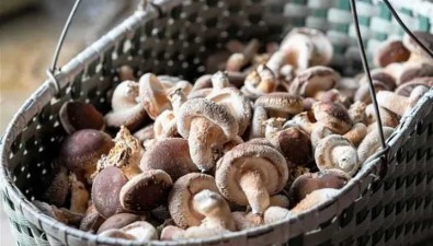 西寧菌菇銷往成都、上海、東南亞～