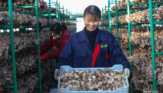 河南光山縣：金秋香菇采收忙