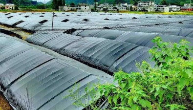 湖北鄖西縣：發(fā)展食用菌4000萬袋，綜合產(chǎn)值24億元