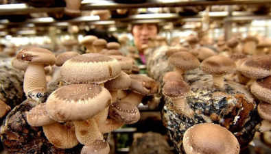河南嵩縣：加大資金投入 助推食用菌產業發展邁上新臺階