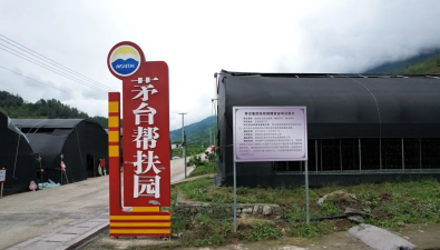 每棚每年凈收2萬多元，茅臺集團助力淞江村食用菌產業發展