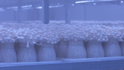 贵州贵阳：食用菌生产被注入“科技基因”