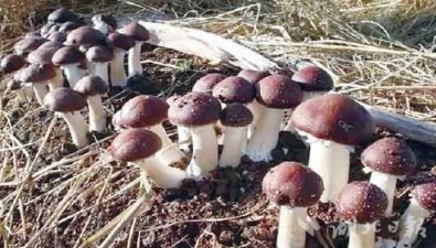 明昶科技：“公司+基地+農(nóng)戶”種大球蓋菇，戶均增收5000多元