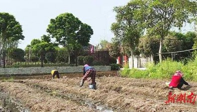 湖南澧县：废弃秸秆成“抢手货”，种大球盖菇亩纯收1万多元