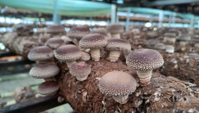 黔山菌業：機械化生產菌菇，產量、品質雙提升