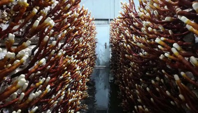 龔春良：跟著龍頭企業(yè)種靈芝