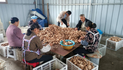 贵州安龙：香菇陆续采收